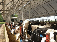 Fabric Cattle Buildings