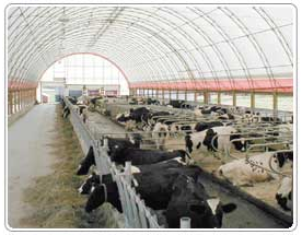 Fabric Covered Dairy Farm Buildings and Barns 14 - Milestones Building & Design